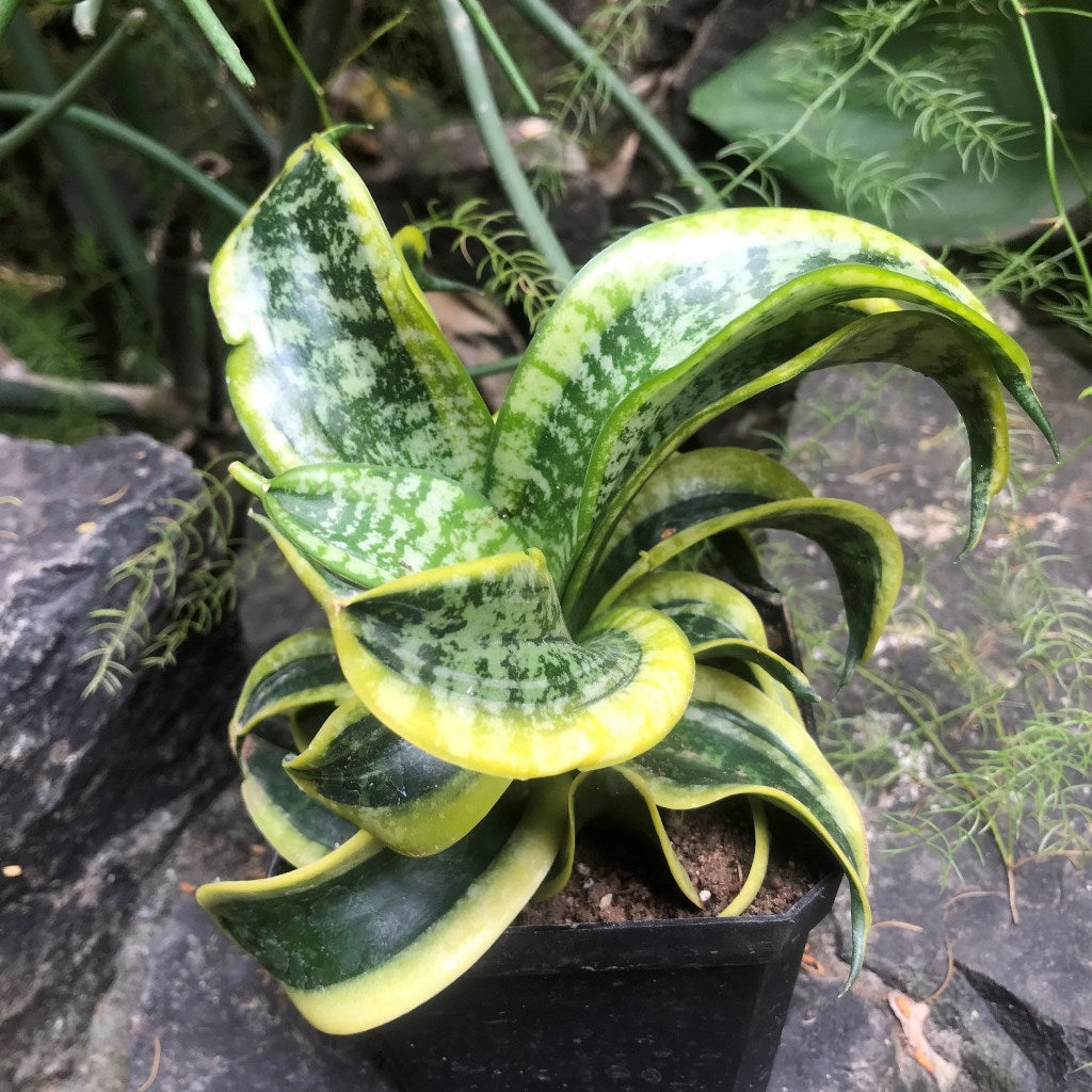 sansevieria twisted sister Sansevieria Twisted Sister Variegated Decorative Plant