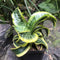 Sansevieria Twisted sister Plant