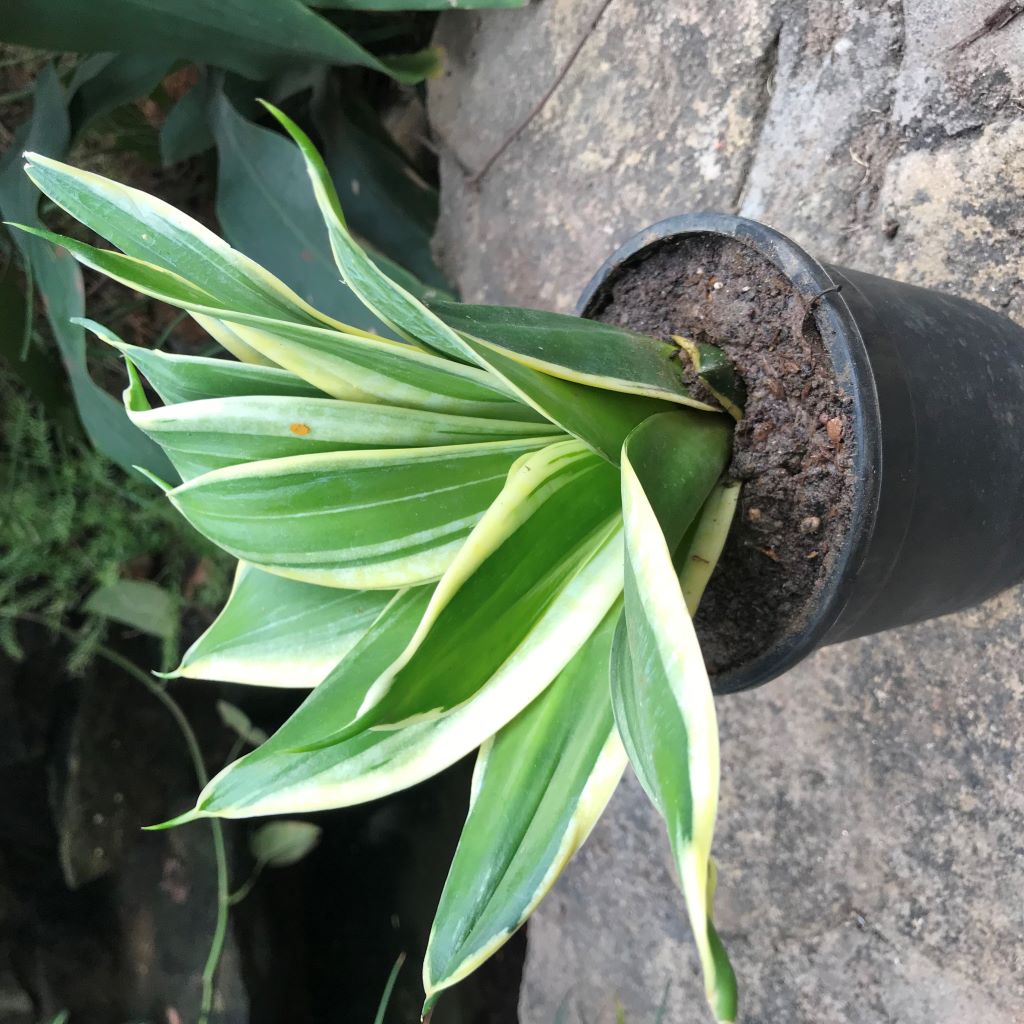 jade marginata snake plant Sansevieria Hahnii Jade Marginata Decorative Plant