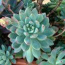 Sedeveria Blue Elf Succulent Plant