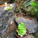 Sedeveria Letizia Succulent Plant
