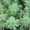 Sedum reflexum Blue Spruce Plants myBageecha - myBageecha