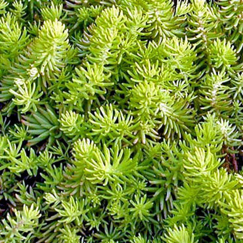 Sedum reflexum- Rocky stonecrop Plants myBageecha - myBageecha