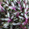 Othonna Capensis Ruby Necklace Succulent Plant