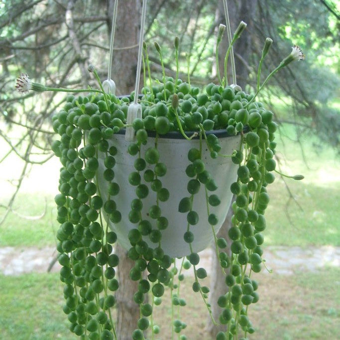 Senecio Rowleyanus - String of Pearls Plants myBageecha - myBageecha