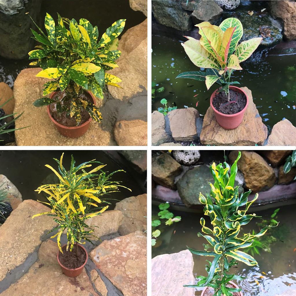 Set of 4 Assorted Codiaeum Indoor Plants - myBageecha