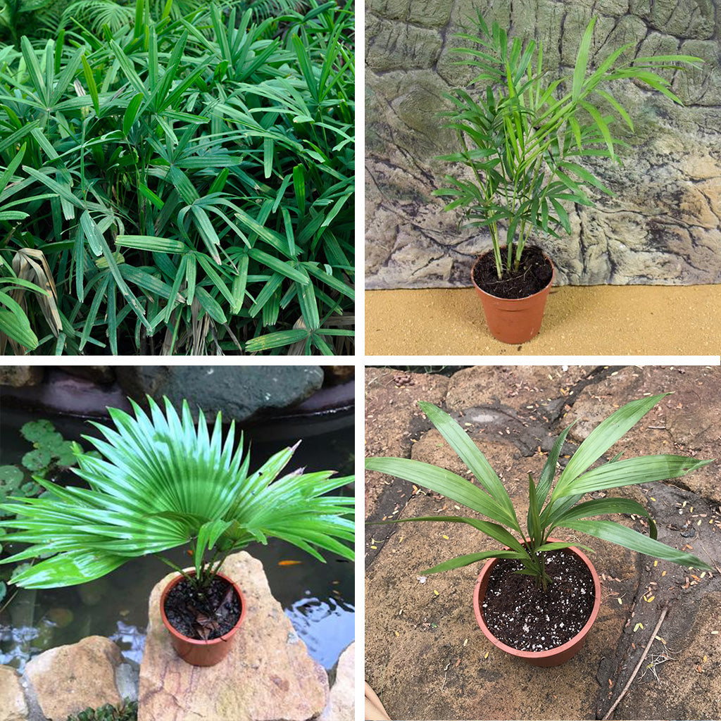 Pack of 4 Assorted Palms - Areca, Chamedora, Fountain & Rhapis Palm - myBageecha