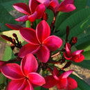 Plumeria Siam Red Champa Plant