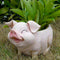 Smiling Pig Planter Garden Essentials myBageecha - myBageecha