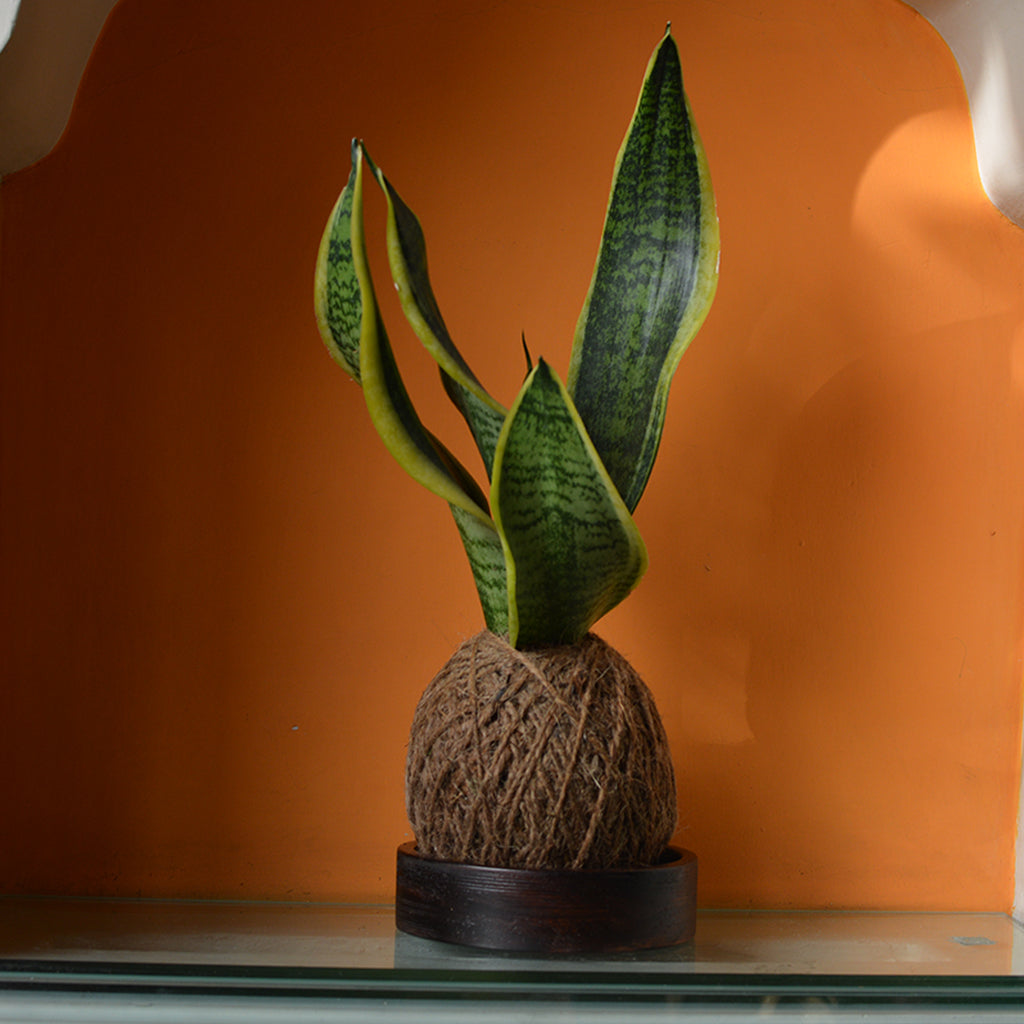 kokedama snake plant Kokedama Moss Ball Sansevieria Futura Superba Plant