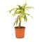 Dracaena Reflexa Song of India Varigated Plant