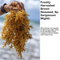 Brown Seaweed Fertilizer