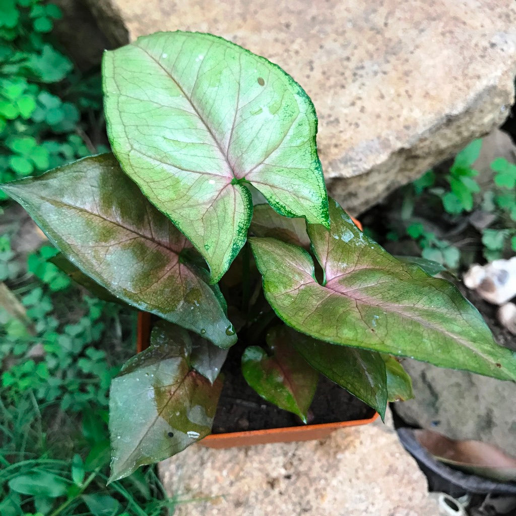 Syngonium Bronze Maria Plant - myBageecha