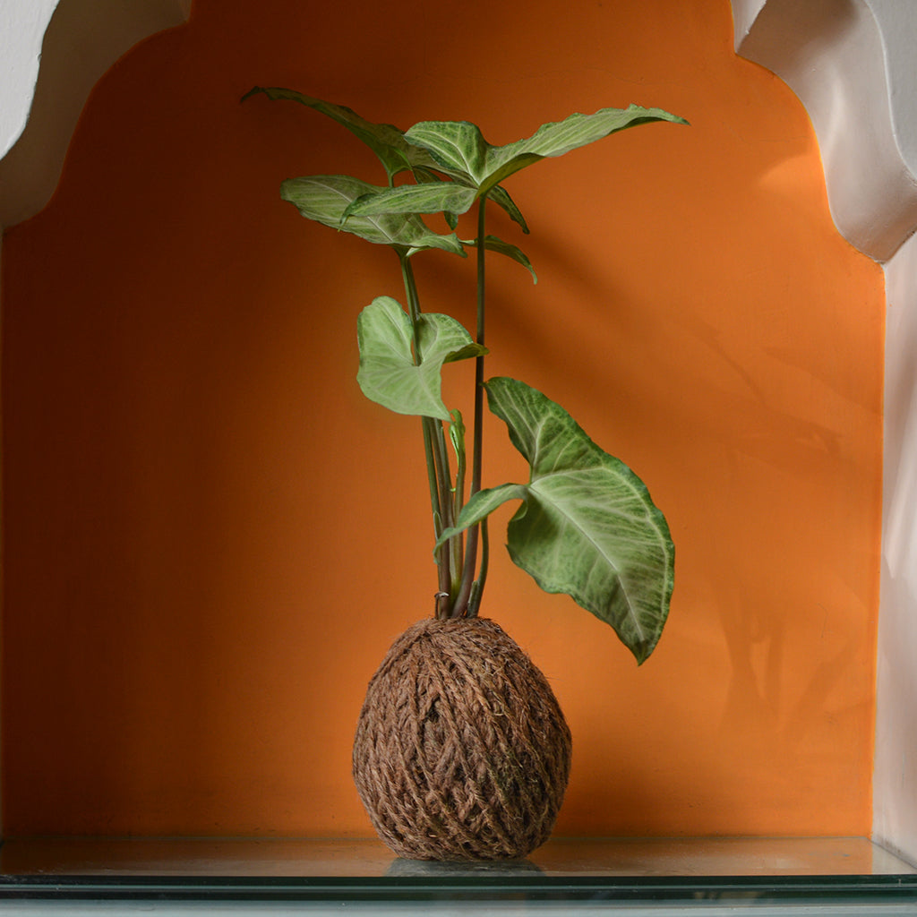 Kokedama Moss Ball Syngonium Cream Allusion Plant - myBageecha
