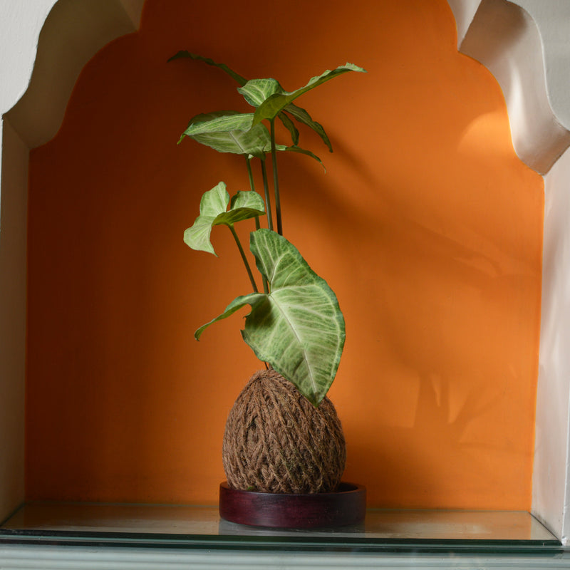 Kokedama Moss Ball Syngonium Cream Allusion Plant