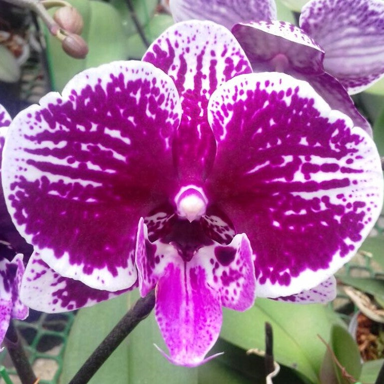 Phalaenopsis-t 1038 - myBageecha