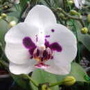 Phalaenopsis-t 8039