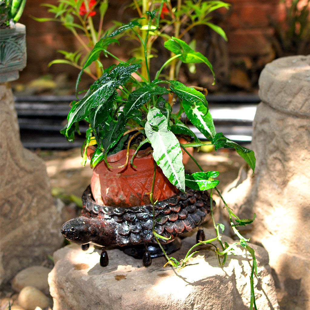 Terracotta Brown Tortoise Planter Garden Essentials myBageecha - myBageecha