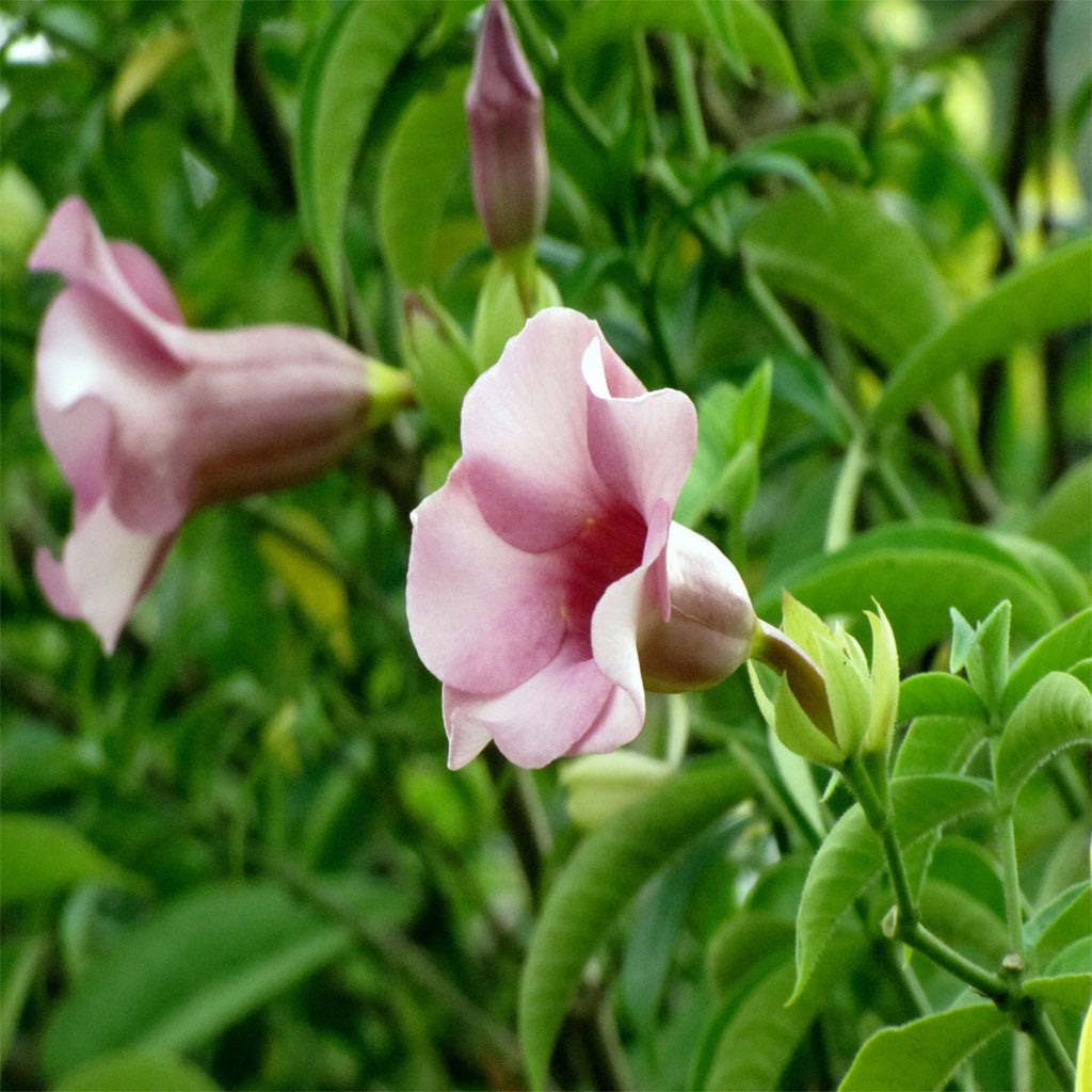 Allamanda Blanchetii Plant - myBageecha