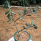 Silver Dollar Plant Succulent Plant