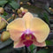 Phalaenopsis-Y-007