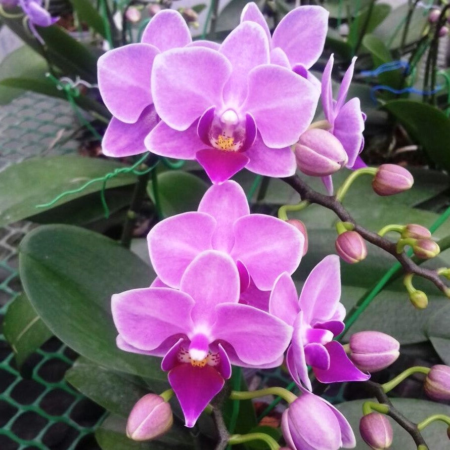 Phalaenopsis-Y-9735 - myBageecha