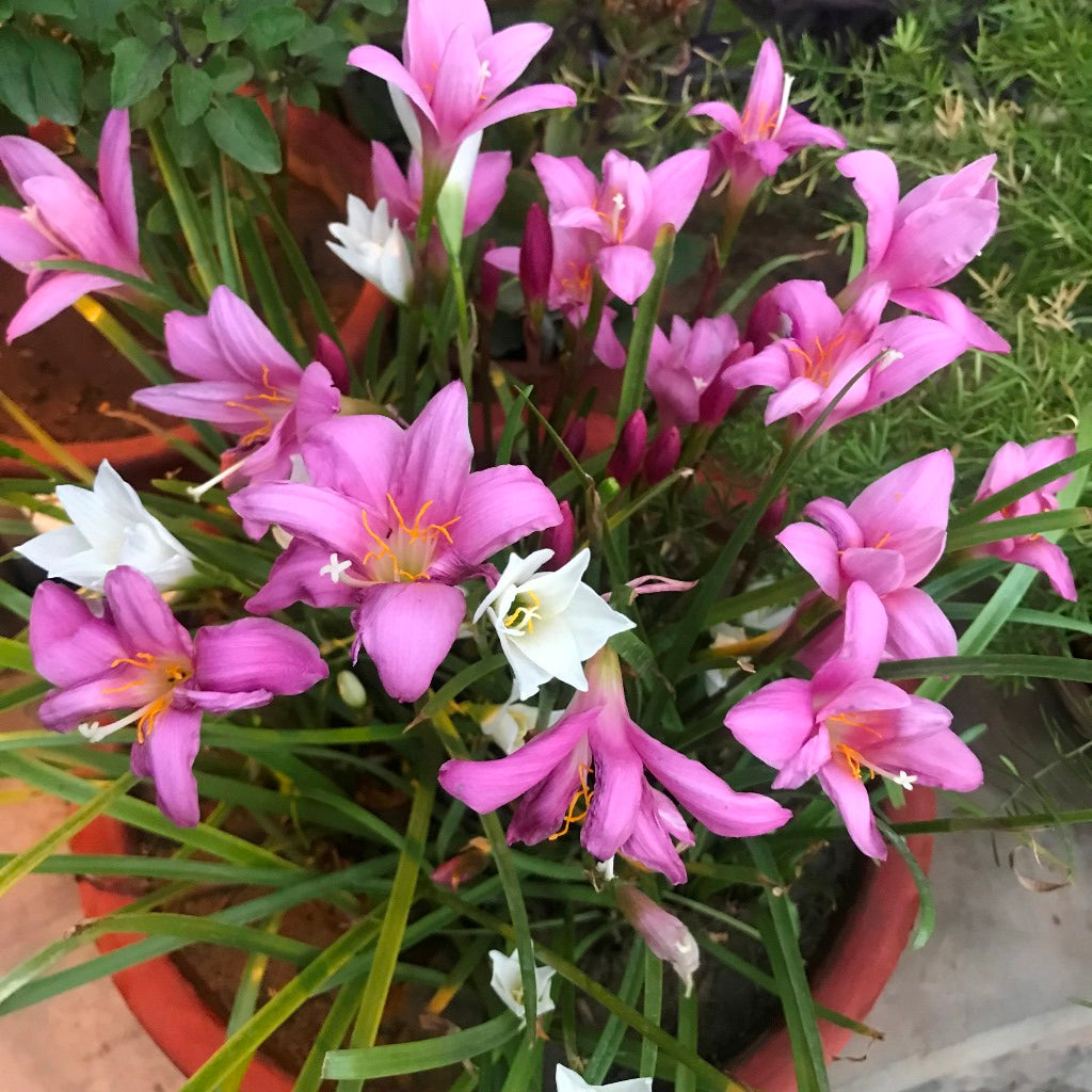 Rain Lily 'Rosea' (Bulbs) - myBageecha